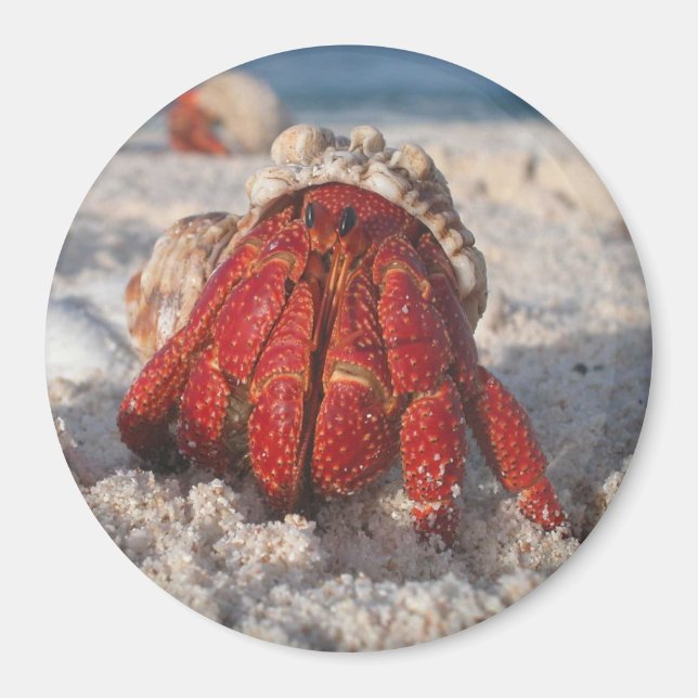 Íman Hermit Crab (Frente)