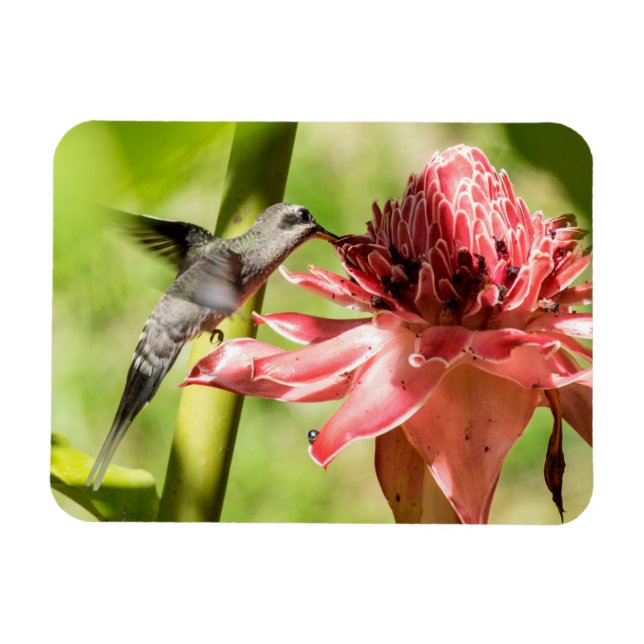 Íman Hermit Pequeno Magneta De Barba Branca (Horizontal)