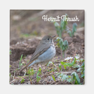 Íman Hermit Thrush