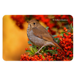 Íman Hermit Thrush Songbird no Scarlet Firethorn