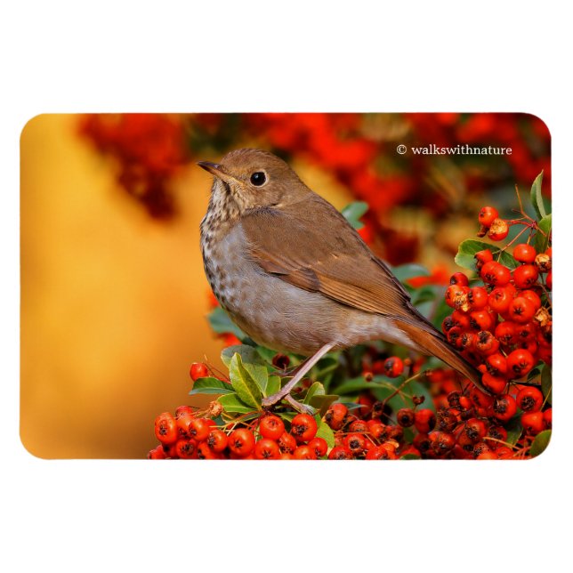 Íman Hermit Thrush Songbird no Scarlet Firethorn (Horizontal)