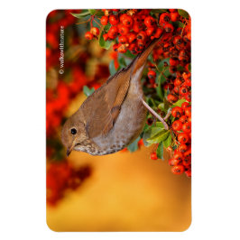 Íman Hermit Thrush Songbird no Scarlet Firethorn