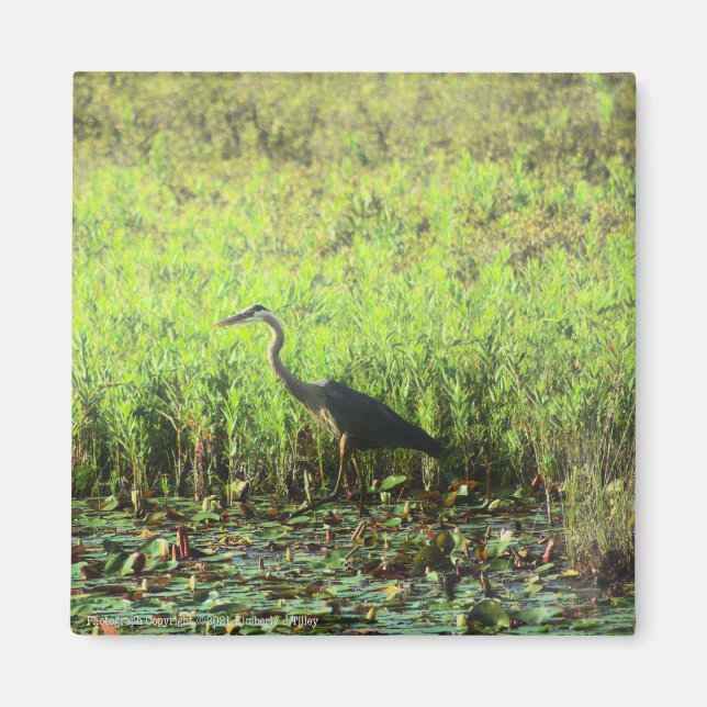 Íman Heron 6449 (Frente)