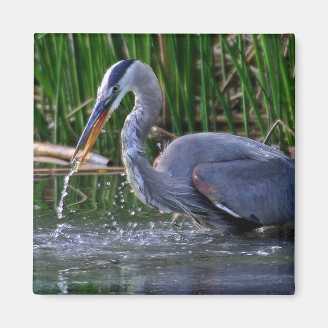 Íman Heron Splash (Frente)