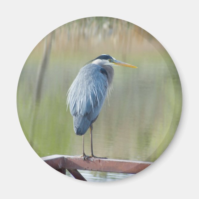 íman herônico (Frente)