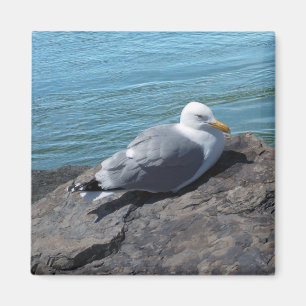 Íman Herring Gull em Rock Jetty