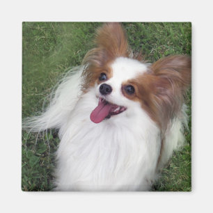 Íman Hershey Kiss Hero Kennel Merchandise