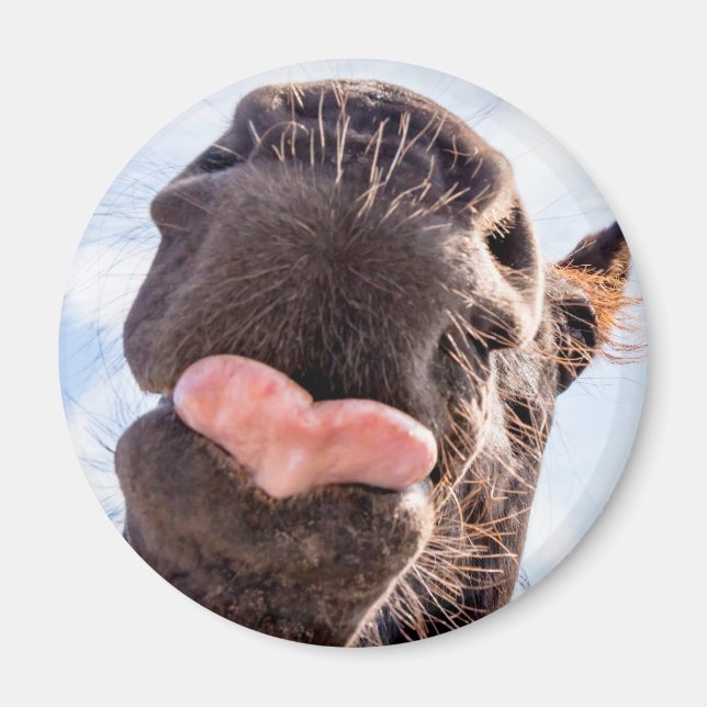 Íman Hetero da Foto Engraçado de Boca do Cavalo (Frente)