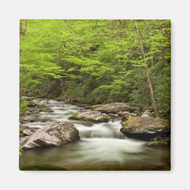 Íman Hetero Forrapk flui através da floresta (Frente)