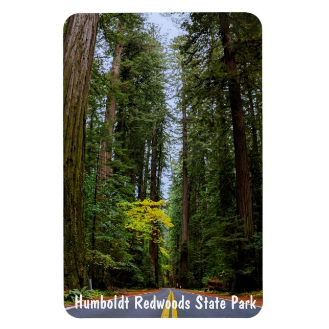 Íman Hetero Road Next Through Misty Redwood Forest M (Vertical)