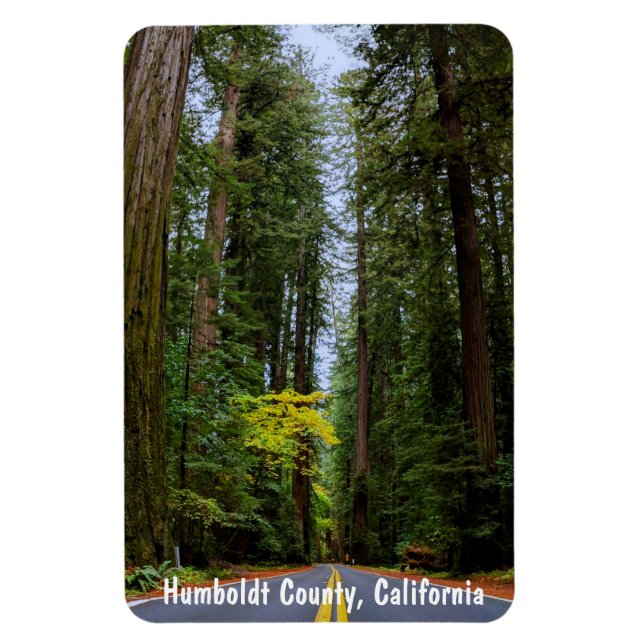 Íman Hetero Road Next Through Misty Redwood Forest M (Vertical)