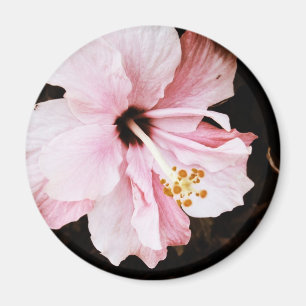 Íman Hibisco