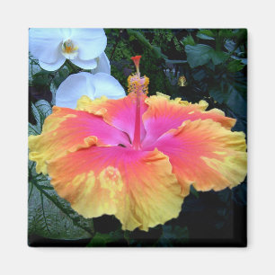 Íman hibisco