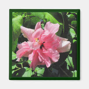 Íman Hibisco Rosa Duplo com o Magnet Raindrops