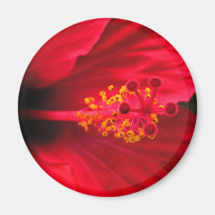Íman hibisco vermelho