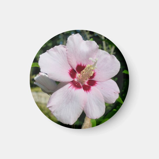 Íman Hibiscus (Frente)