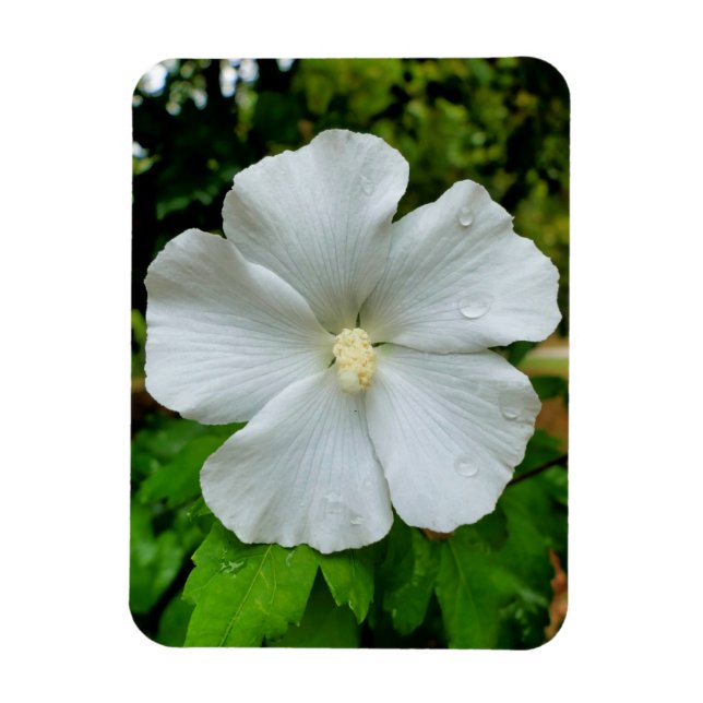 Íman Hibiscus (Vertical)