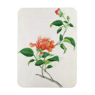 Íman Hibiscus