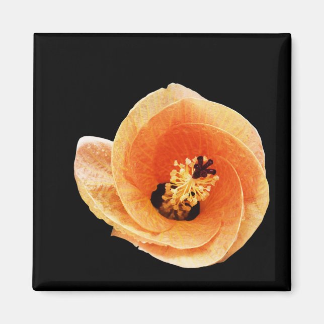 Íman Hibiscus (Frente)