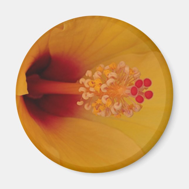 Íman Hibiscus (Frente)