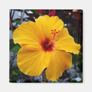 Íman Hibiscus