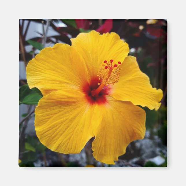 Íman Hibiscus (Frente)