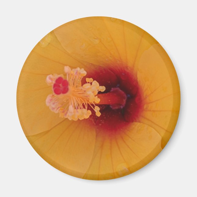 Íman Hibiscus (Frente)