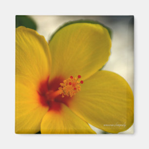 Íman Hibiscus Amarelo