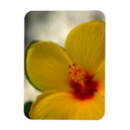 Íman Hibiscus Amarelo