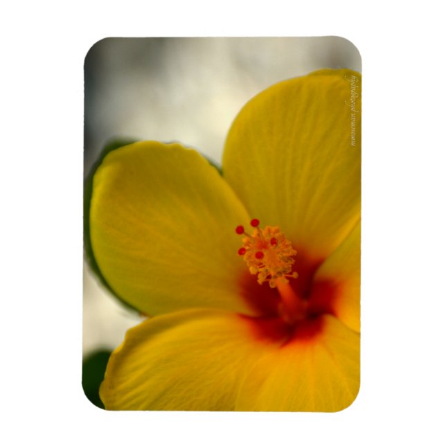 Íman Hibiscus Amarelo (Vertical)
