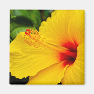 Íman Hibiscus amarelo brilhante