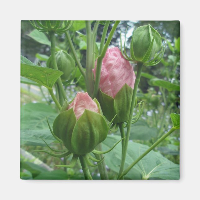 Íman Hibiscus Buds Magnet (Frente)