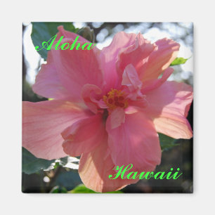 Íman Hibiscus cor-de-rosa em Havaí