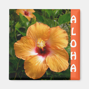Íman Hibiscus de Havaí Aloha