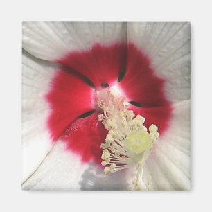 Íman Hibiscus - ímã