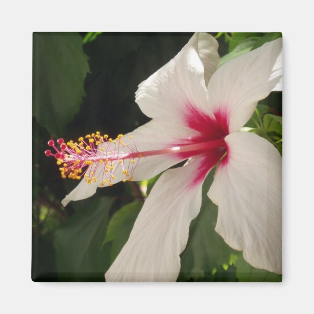 Íman Hibiscus Magnet (Frente)