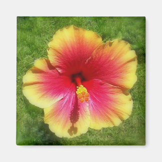 Íman Hibiscus Magnet