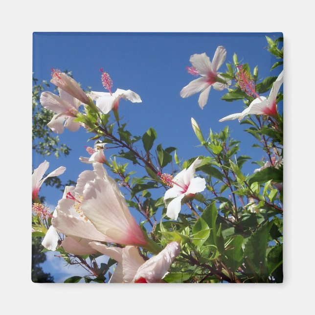 Íman Hibiscus Scenic Magnet (Frente)
