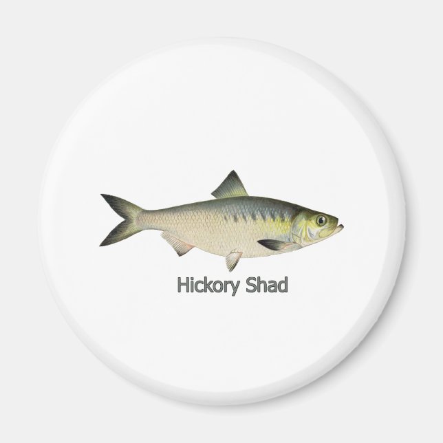 Íman Hickory Shad (Frente)
