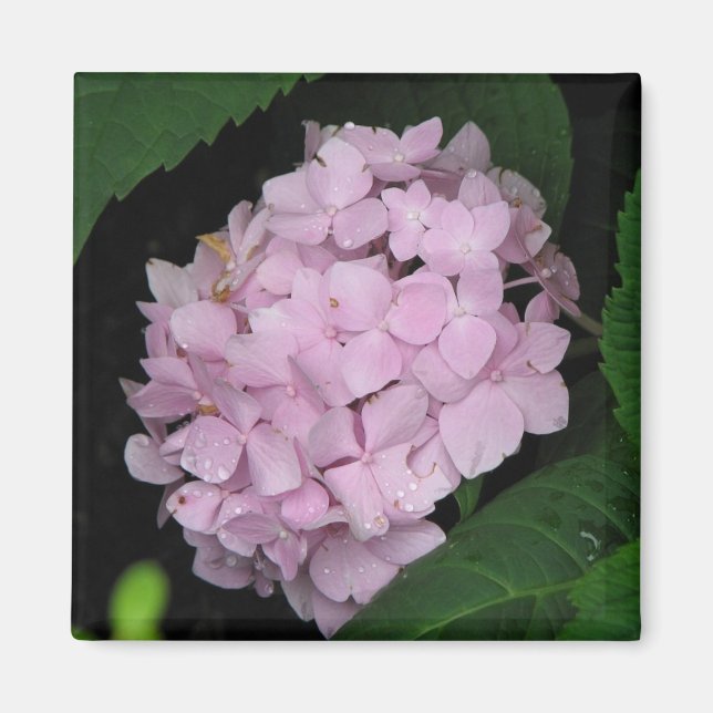 Íman Hidrangea (Frente)