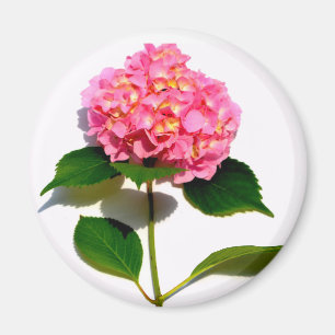 Íman Hidrangea rosa