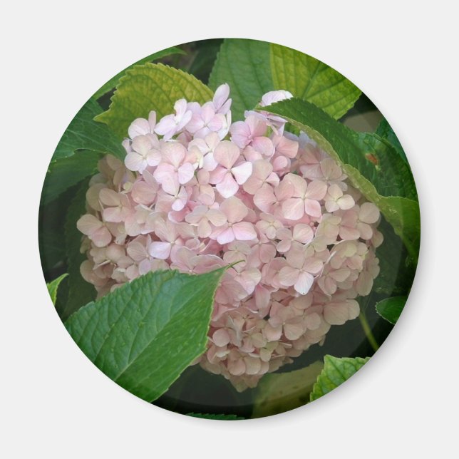Íman Hidrangea rosa (Frente)
