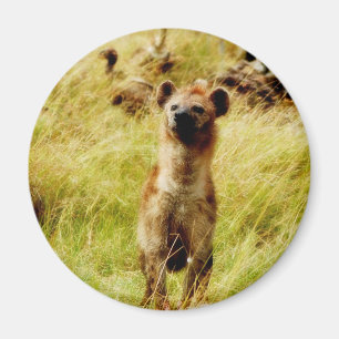 Íman Hiena com o ímã do wildebeest (gnu)