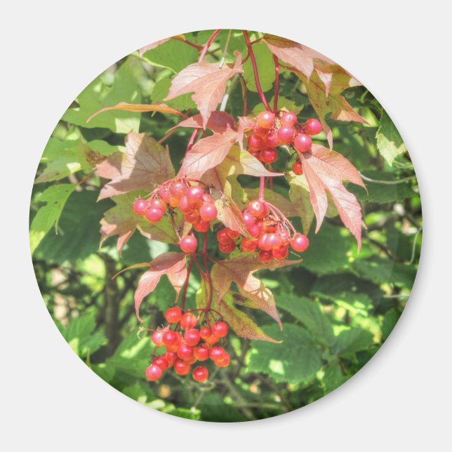 Íman Highbush Cranberry (Frente)