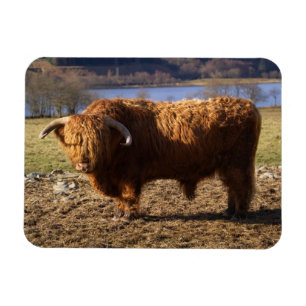 Íman Highland Cattle Bull, Escócia