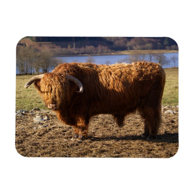 Íman Highland Cattle Bull, Escócia (Horizontal)