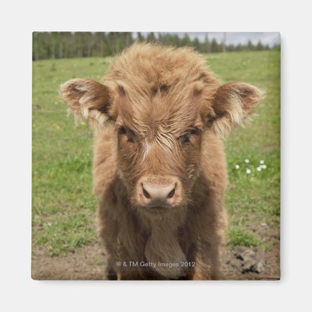 Íman Highland Cattle, perto de Dufftown, (Frente)