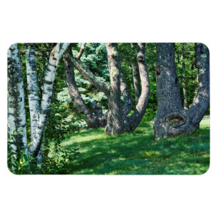 Íman Hillside Trees