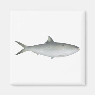 Íman Hilsa Shad