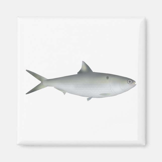 Íman Hilsa Shad (Frente)